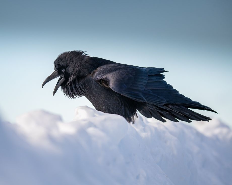 Teton Park Winter 850-1890.jpg