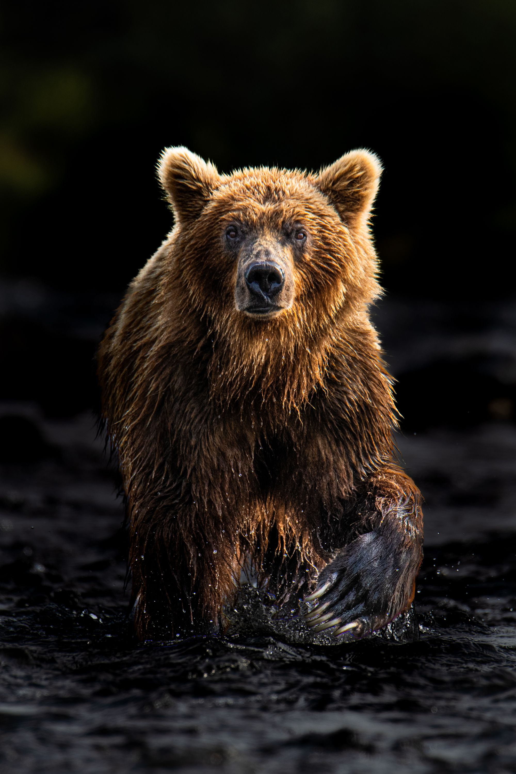Alaska Katmai Bears-5000.jpg
