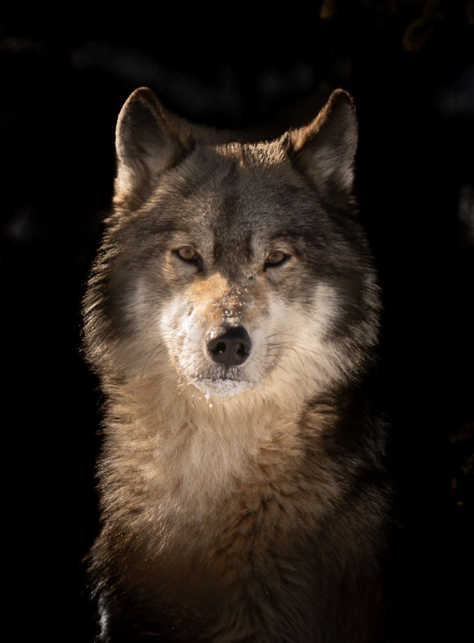 Wolf-82.jpg