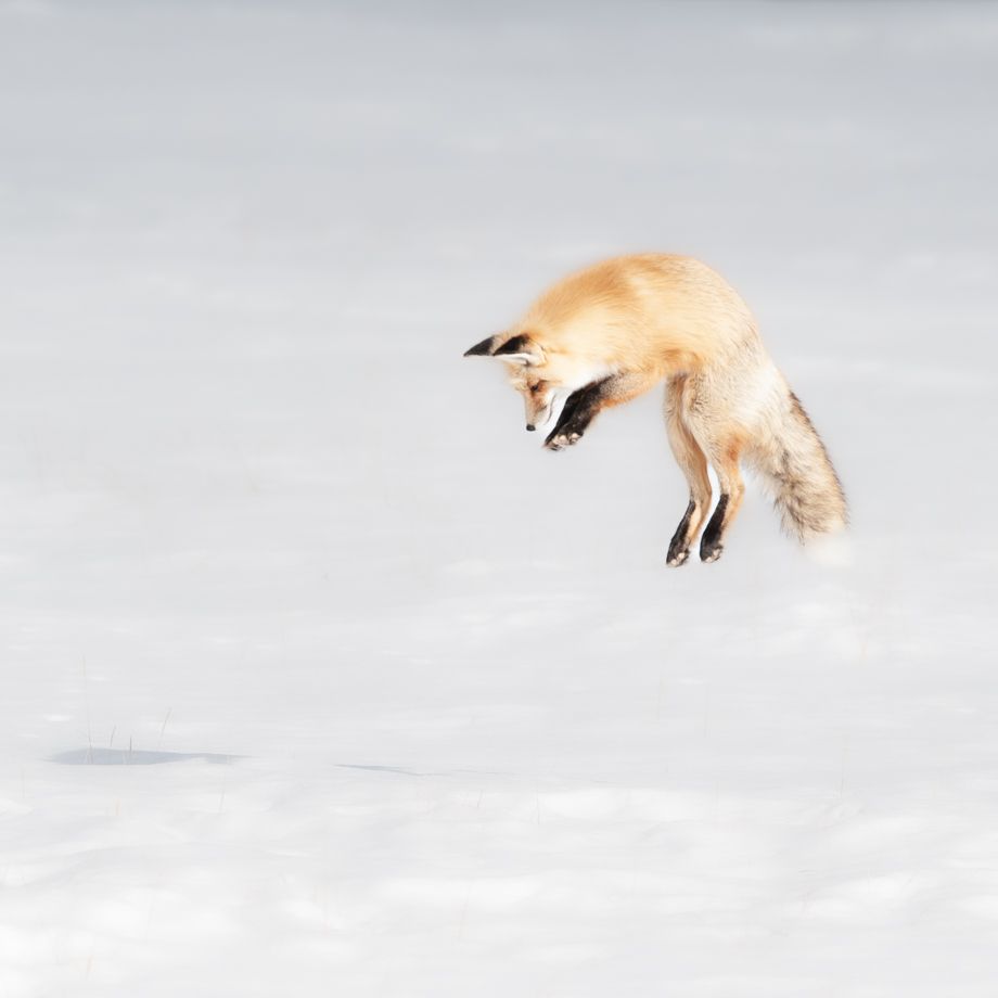 Yellowstone Park-1796.jpg