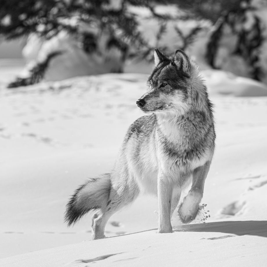 Wolf-59.jpg