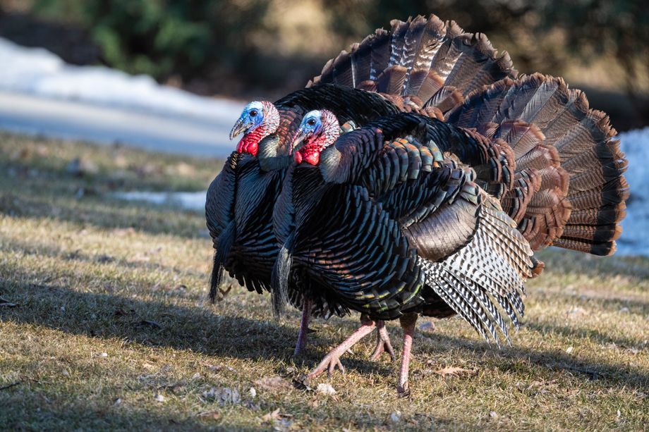 2019 Turkeys-445.jpg