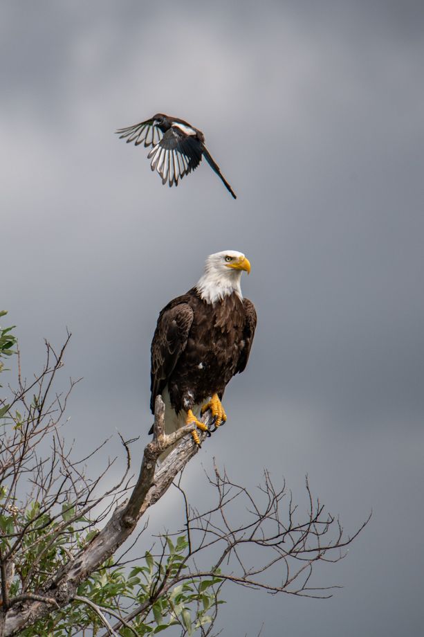 Alaska Katmai Bears-8082.jpg