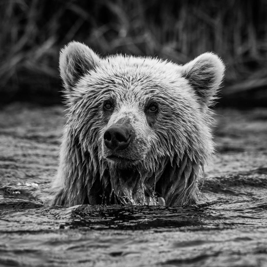 Alaska Katmai Bears-7100.jpg