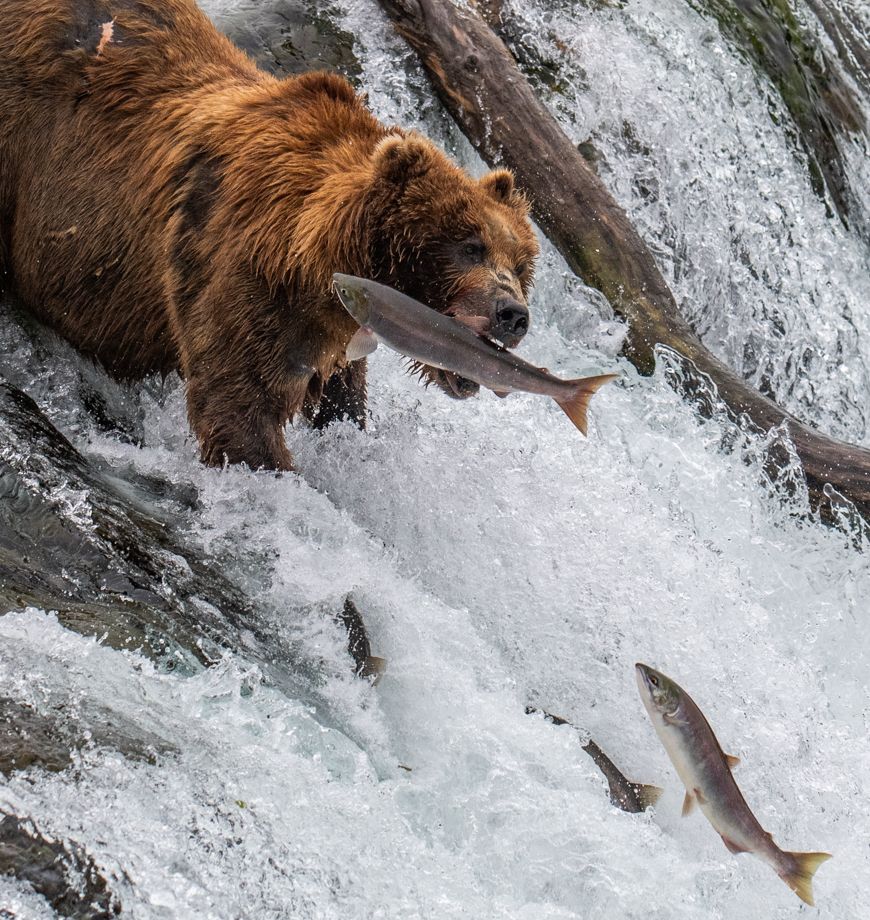 Alaska Katmai Bears-1789.jpg