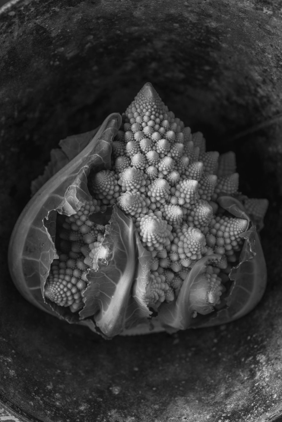 Lynn Karlin_Romanesco Cauliflower.jpg