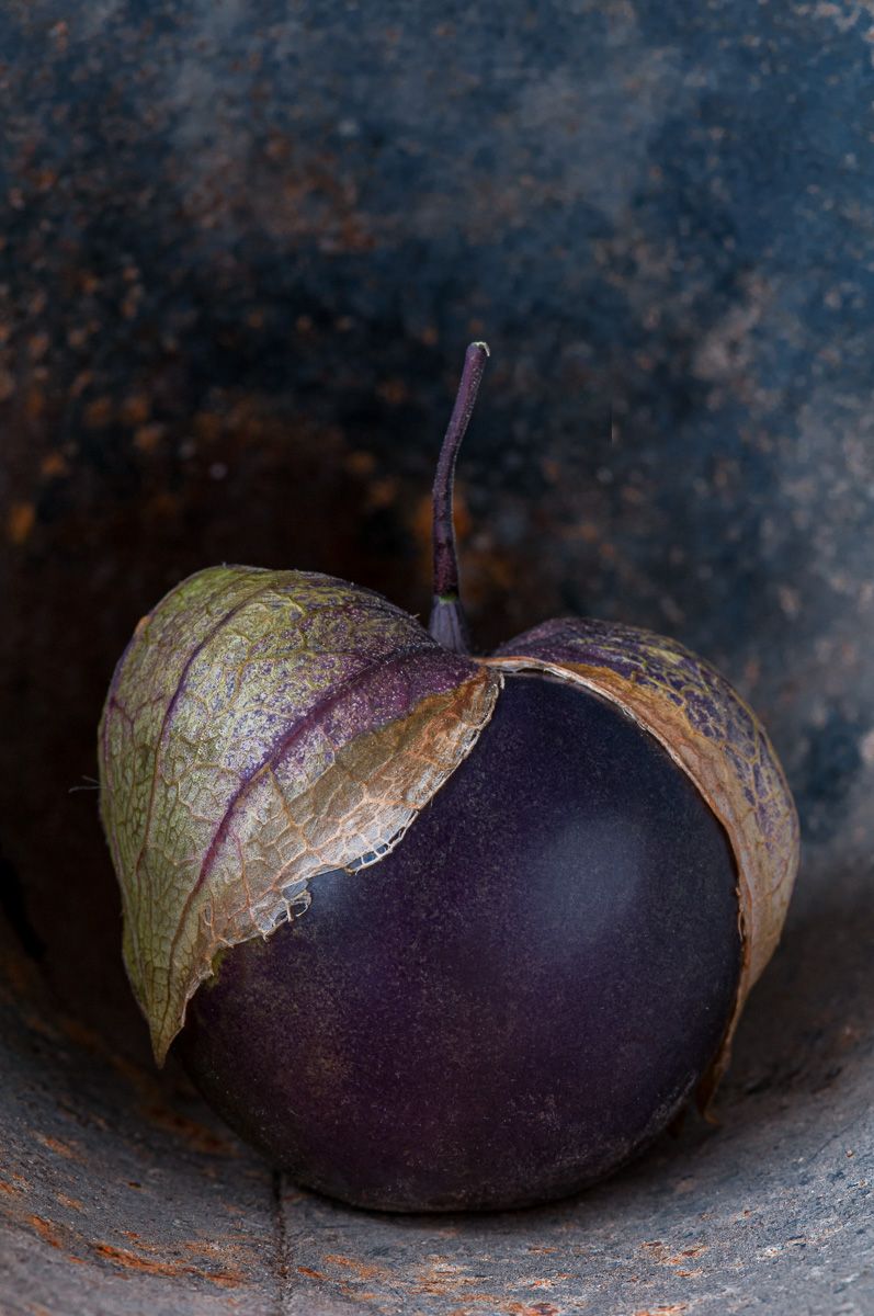 Lynn Karlin_Purple Tomatillo.jpg