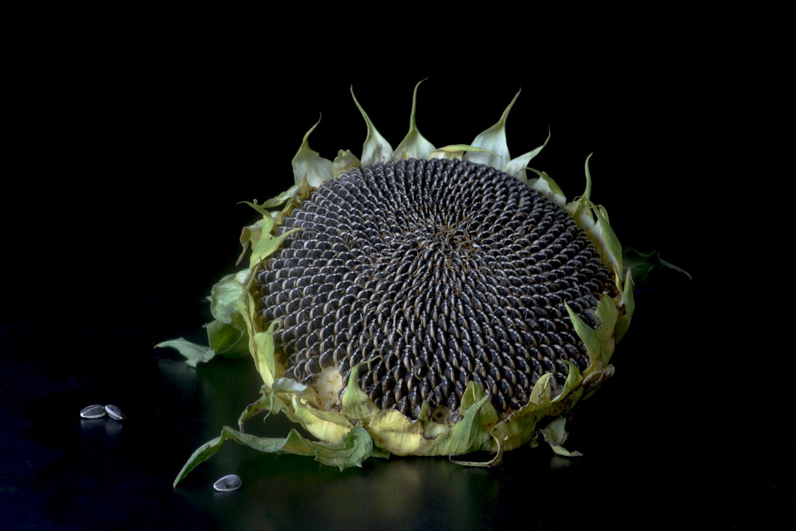 Lynn Karlin_Sunflower Seeds-15.jpg
