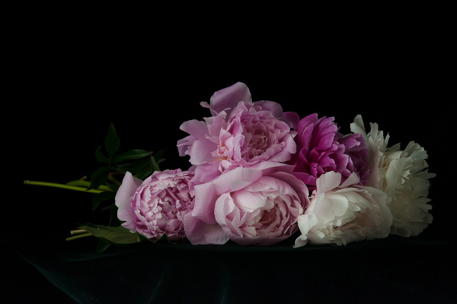 Layered Peonies