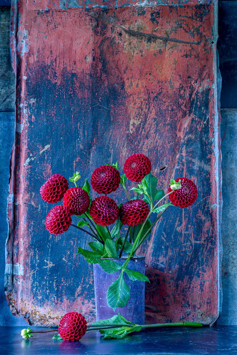 Lynn Karlin_Chase's Red Dahlias Against Red Metal.jpg