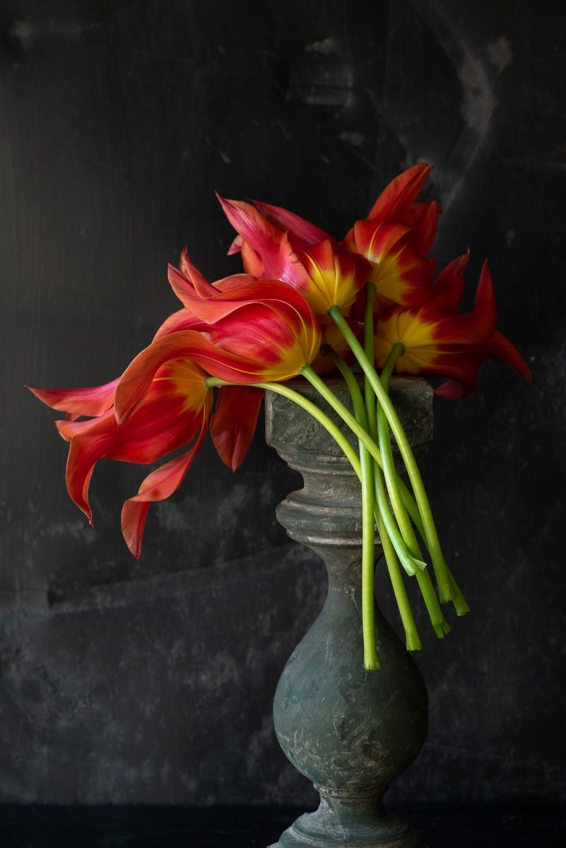 Lynn Karlin_'Ballerina' Tulips.jpg