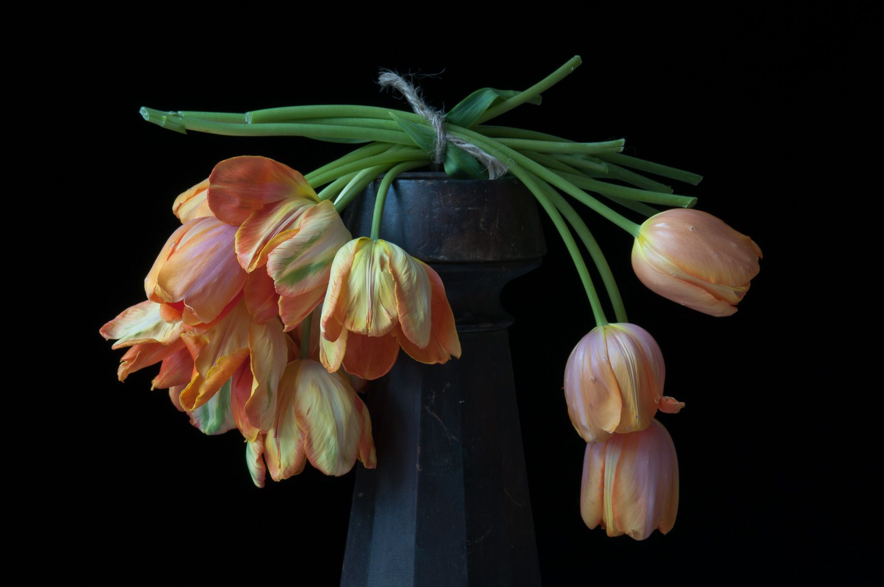 French Orange Tulips