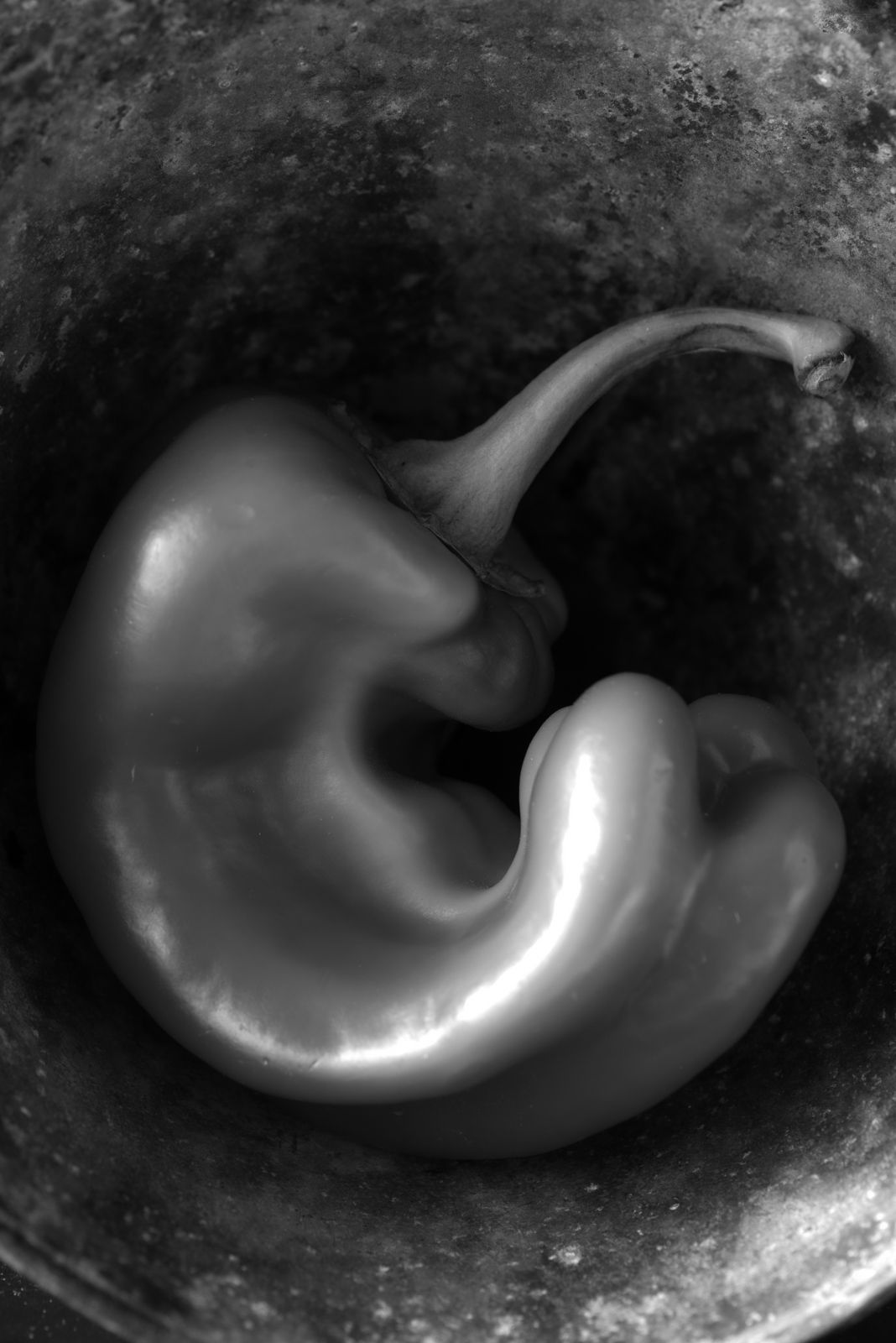 Lynn Karlin_ Pepper.jpg