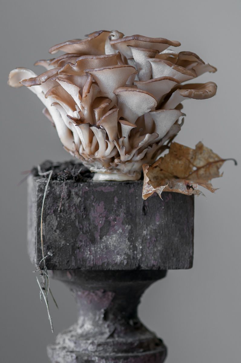 "Hen of the Woods Mushroom", 2012