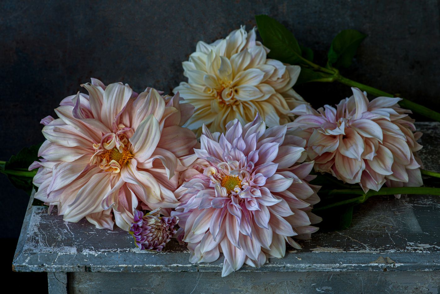 Lynn Karlin_Dinnerplate Dahlias.jpg