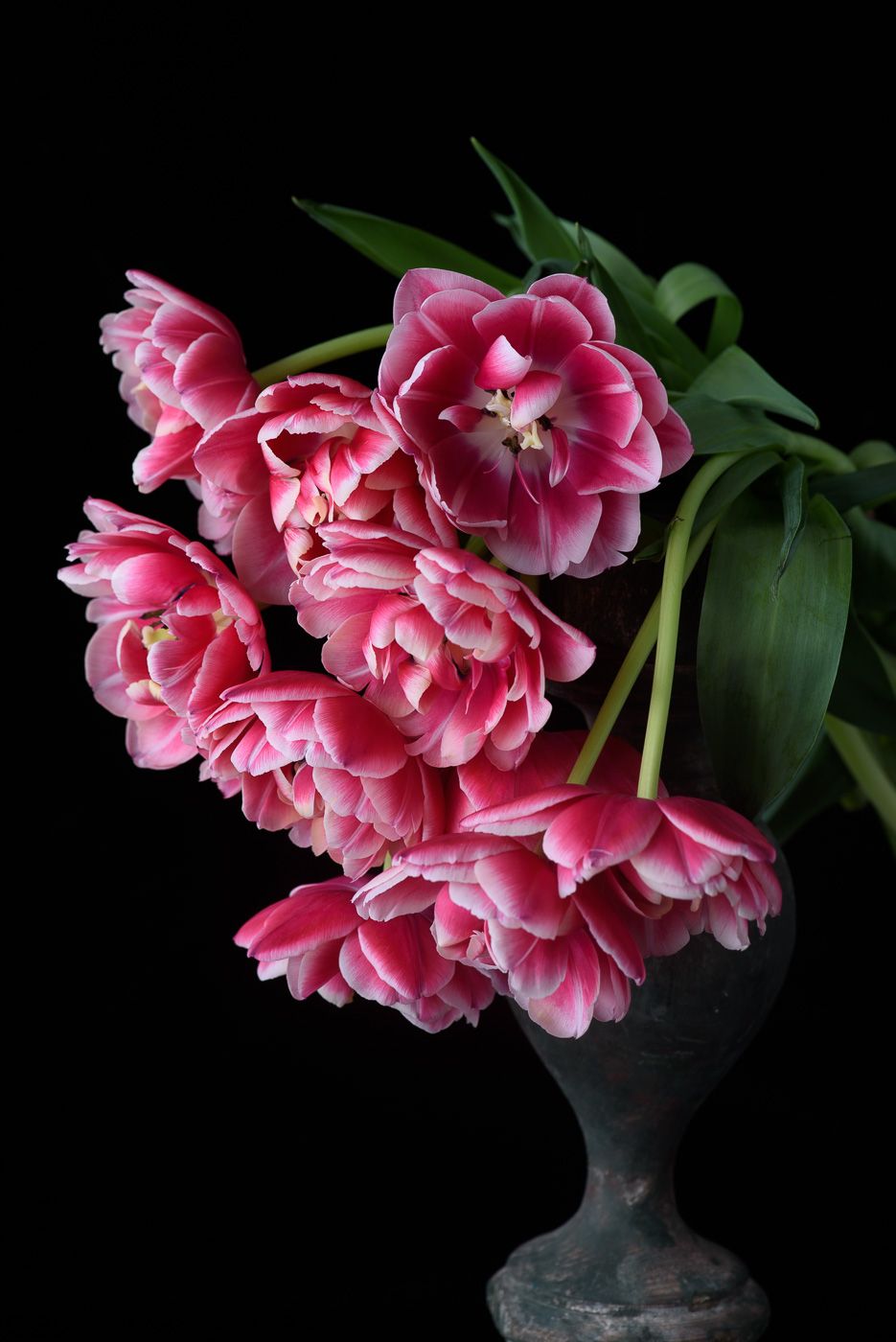 Lynn Karlin_'Columbus' tulips #3.jpg