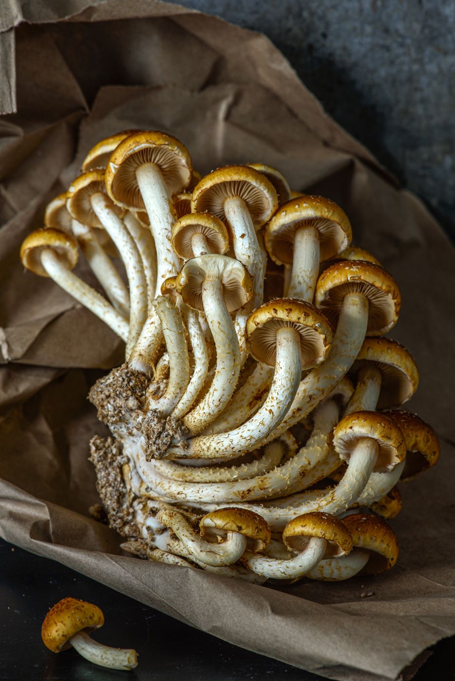 Lynn Karlin_Chestnut Mushrooms.jpg