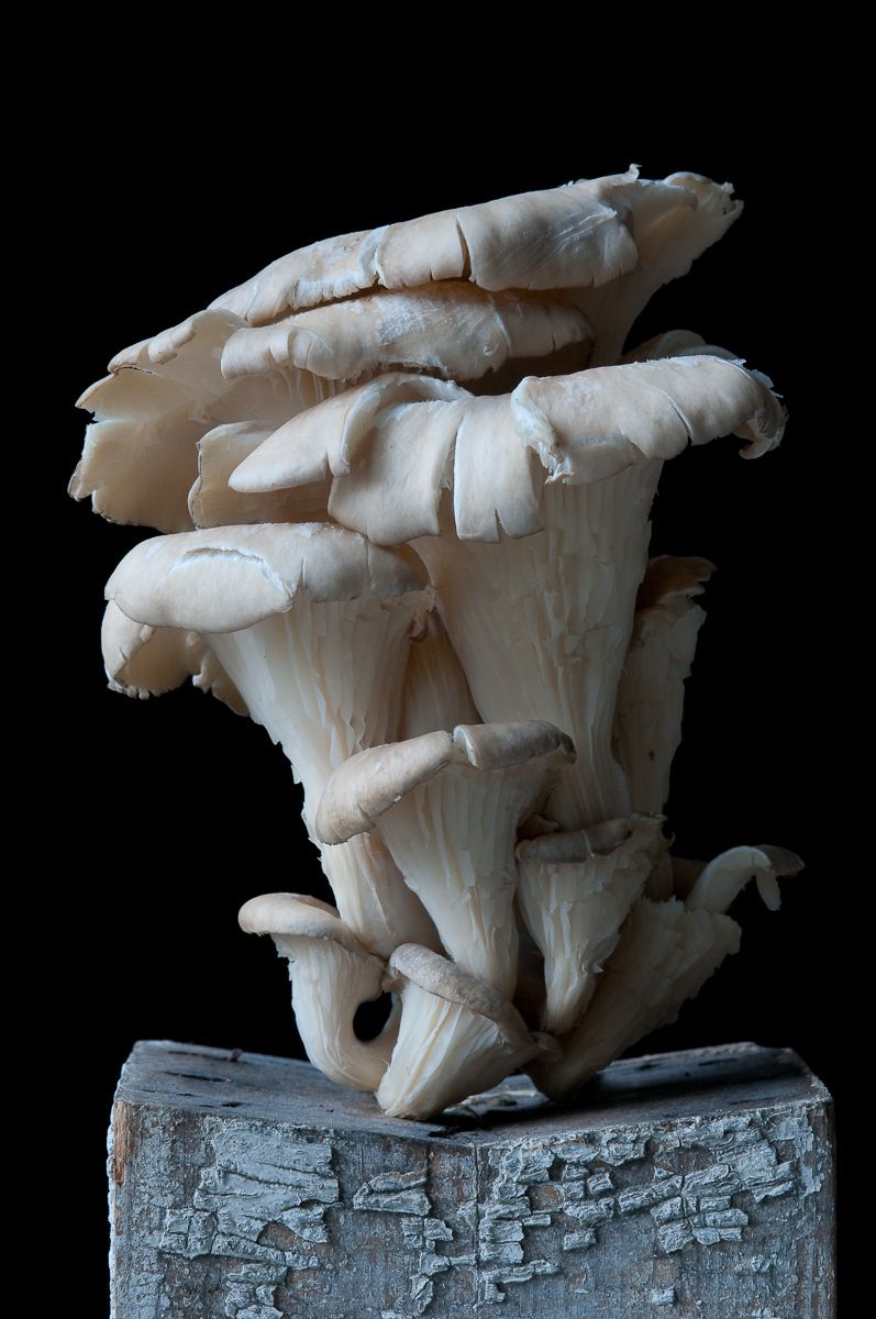 "Oyster Mushroom", 2012