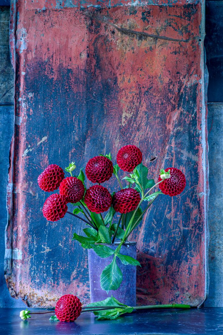 Lynn Karlin_Red Dahlias in Bucket.jpg