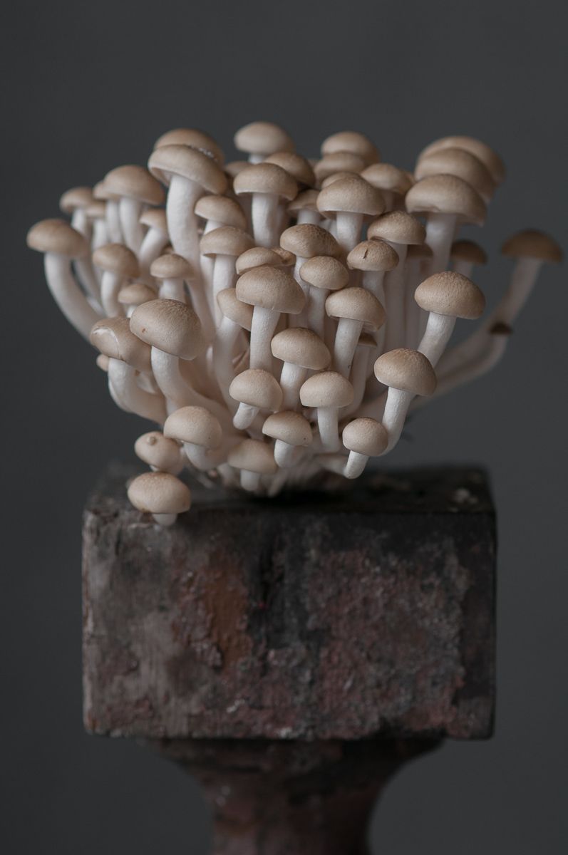 "Honshemiji Mushroom", 2013
