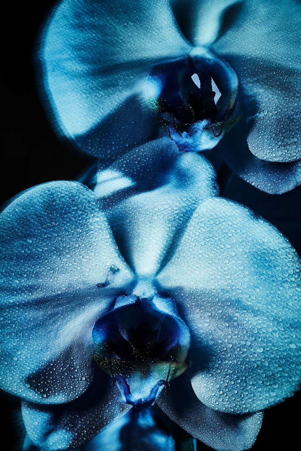 BLUE ORCHID 