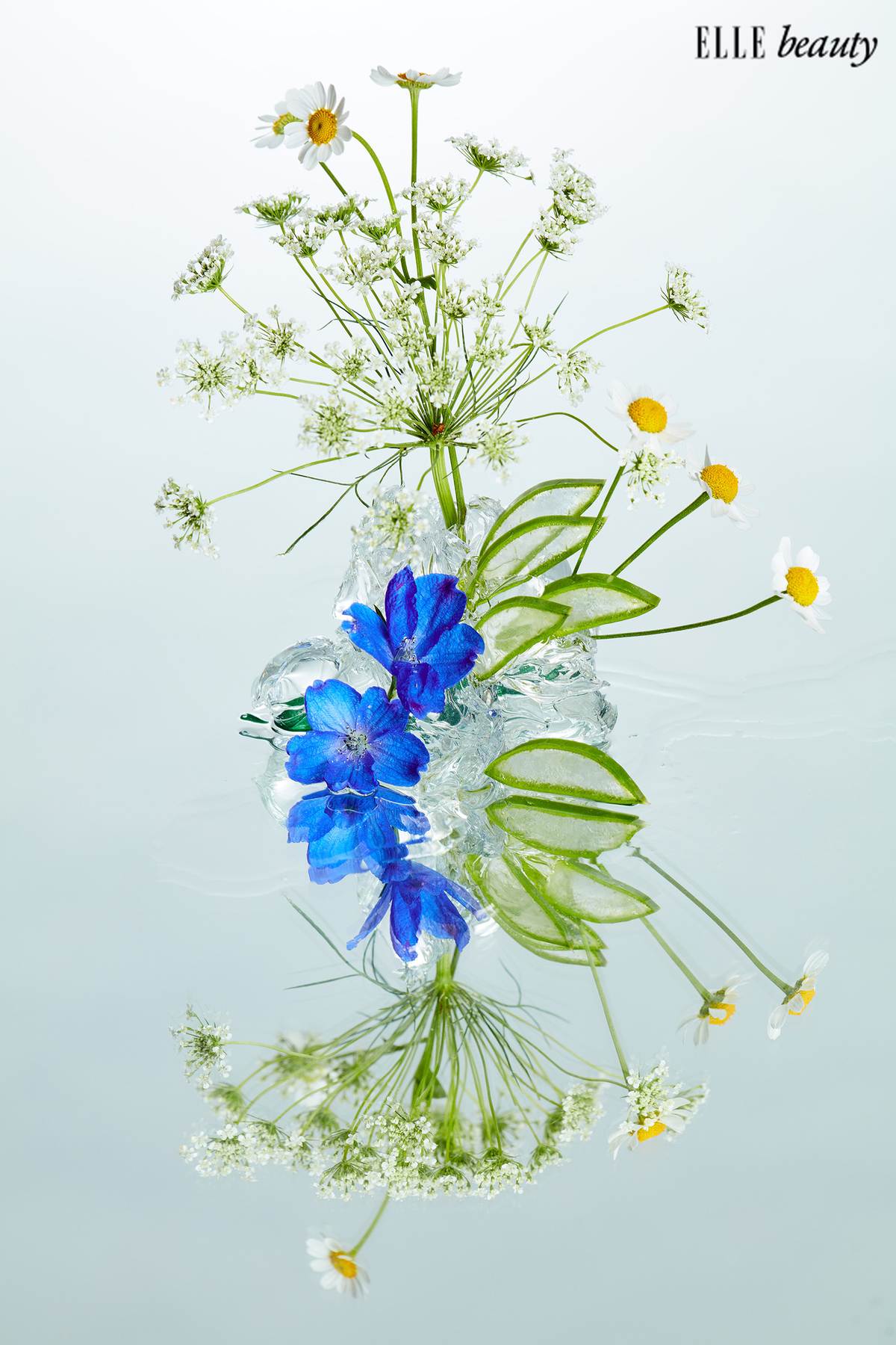 ALOE_VERA_CHAMOMILLE_ELLE_still lifes_marie_tomas__10246 copy 2.jpg