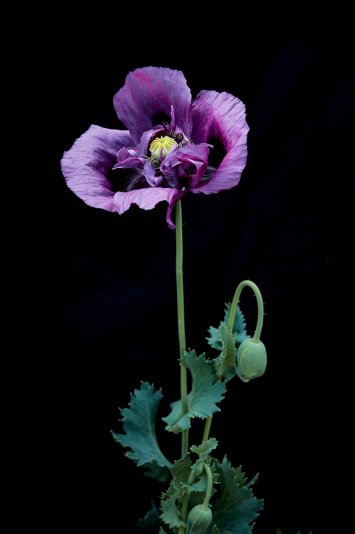 DT_LB_20220625_POPPIES_AFGHAN_purple_opium_still_life_female_photographer_dorit_thies.jpg