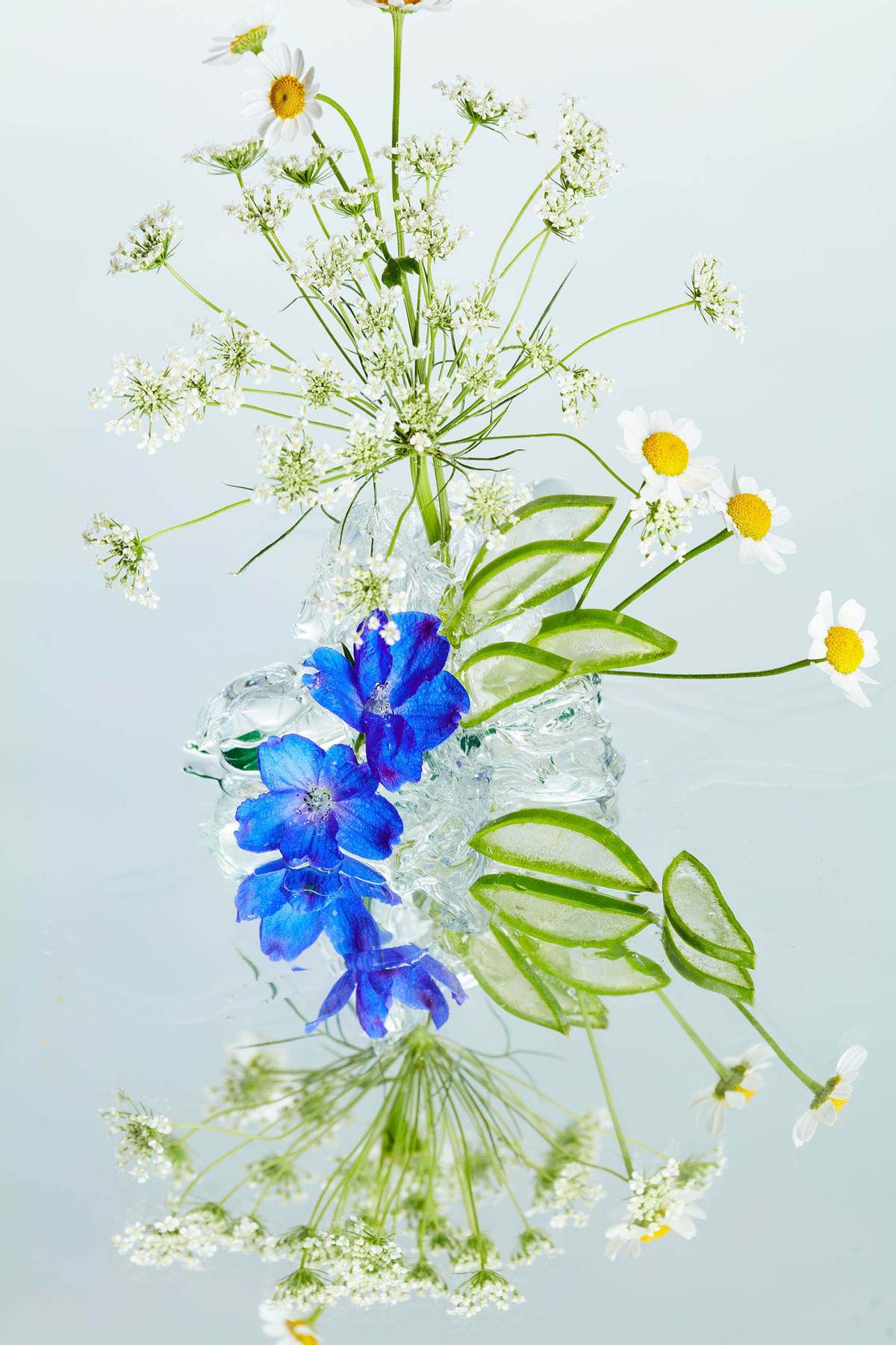 YARROW_CHAMOMILLE_ALOEVERA_PLANT STILL LIFELB_ELLE_