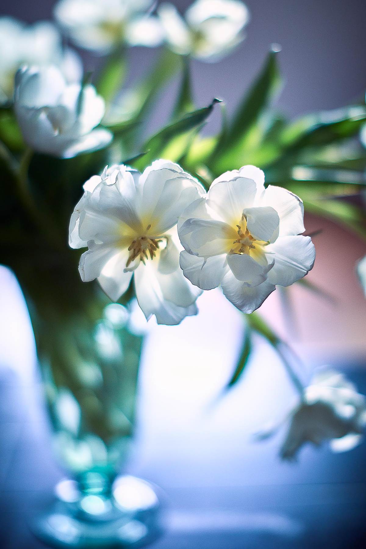 White peony tulips in a vase