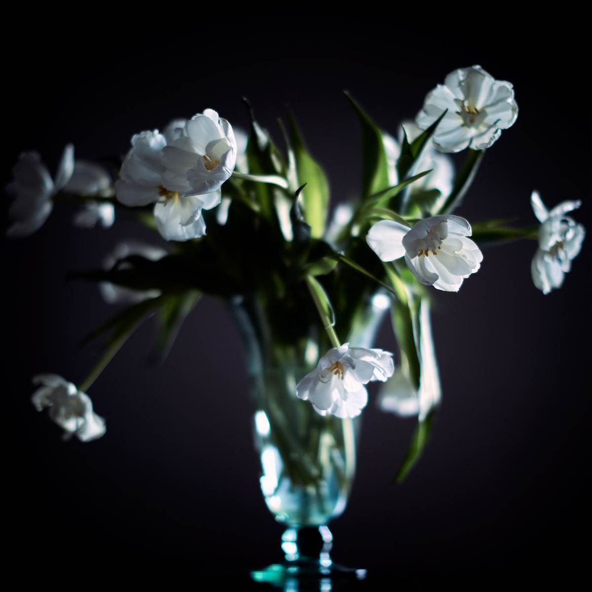TULIP_floral_vase_white_backlit_ambient_fineart_peonie__2U9A0094__.jpg