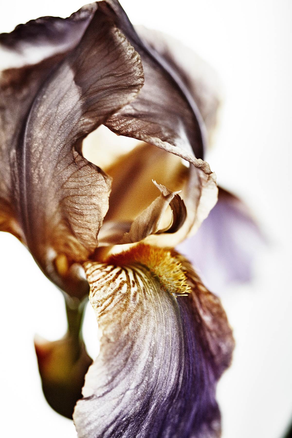 IRIS_flower_bloom_macro_portait_dorit_thies_floral-iris.jpg