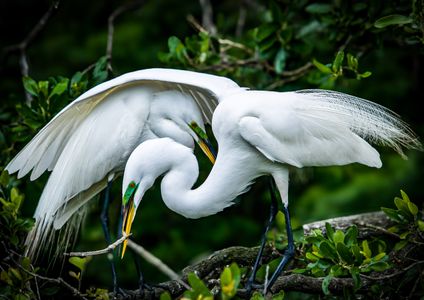 Courting Egrets, Florida