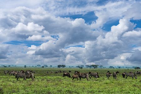 Serengeti Plain, Tanzania