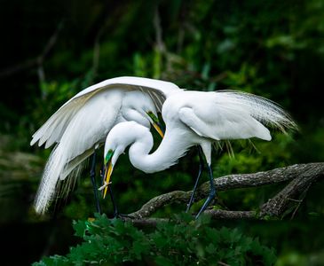 Courting Egrets