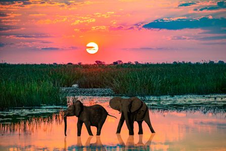 Elephants at sunset, Boswana