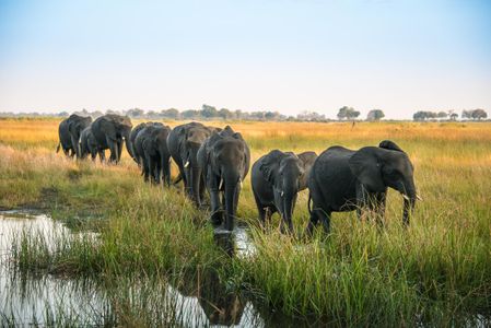 Elephant Parade, Botswana