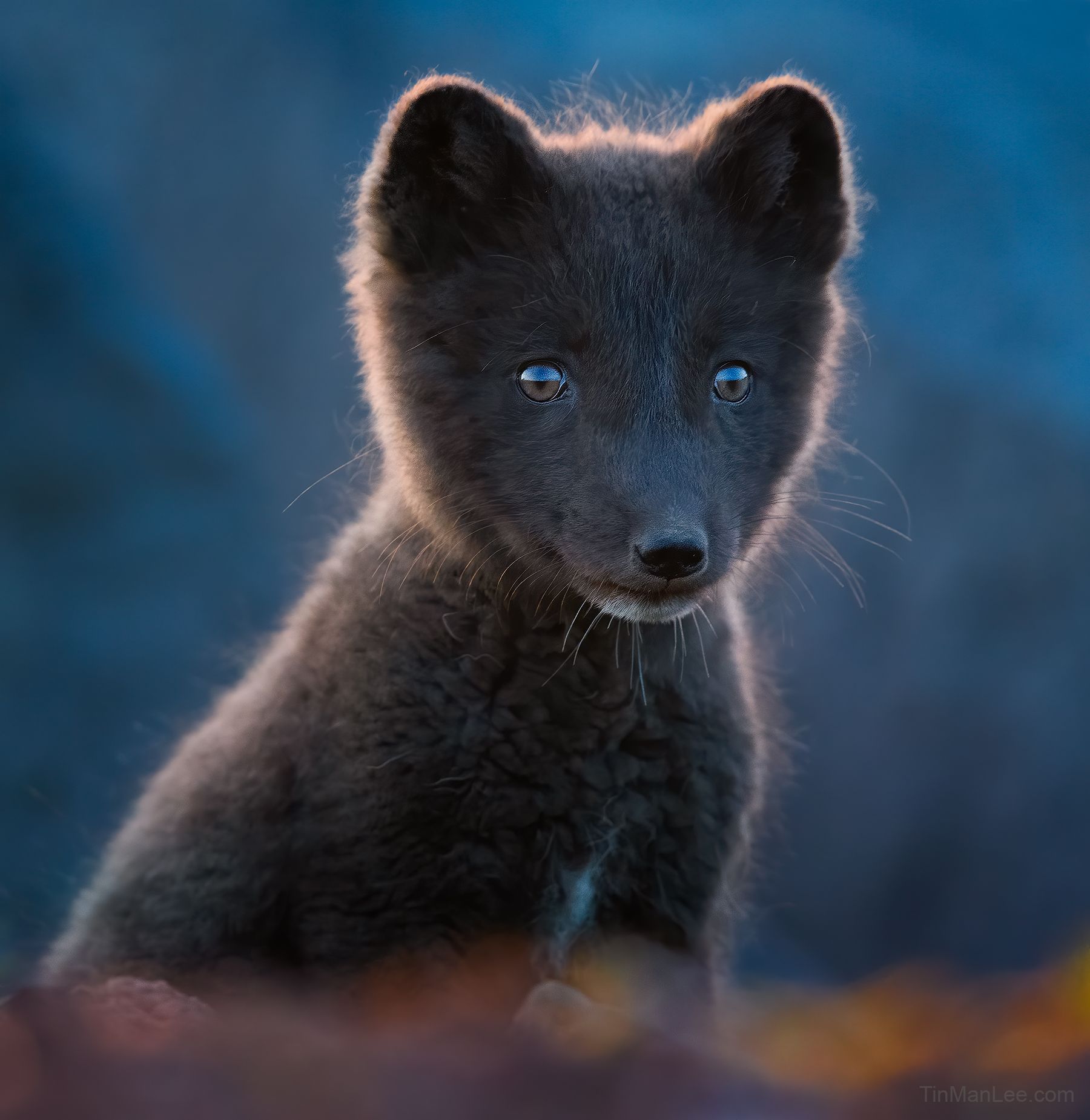 arcticfox3245.jpg
