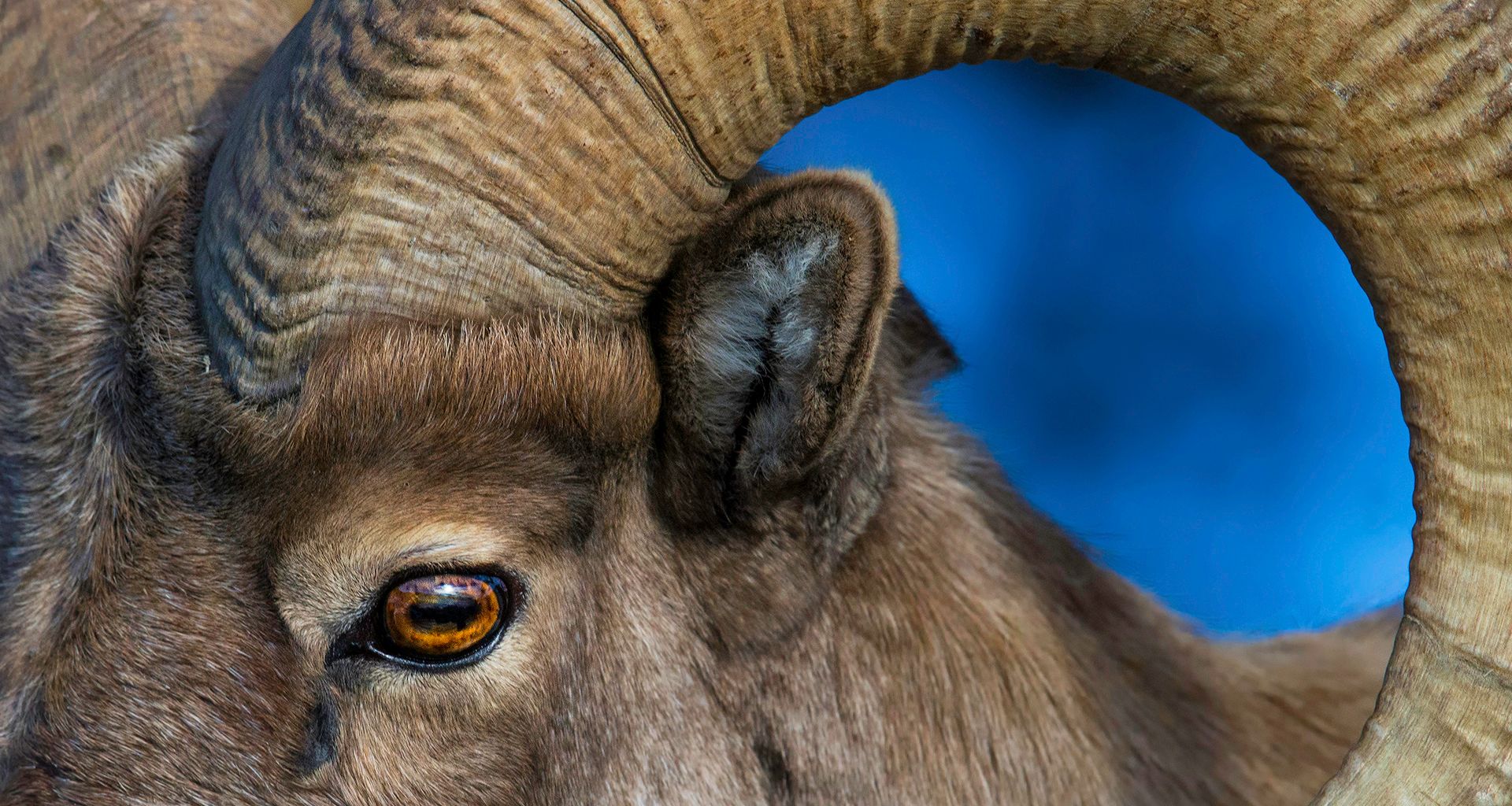 bighornsheep.jpg