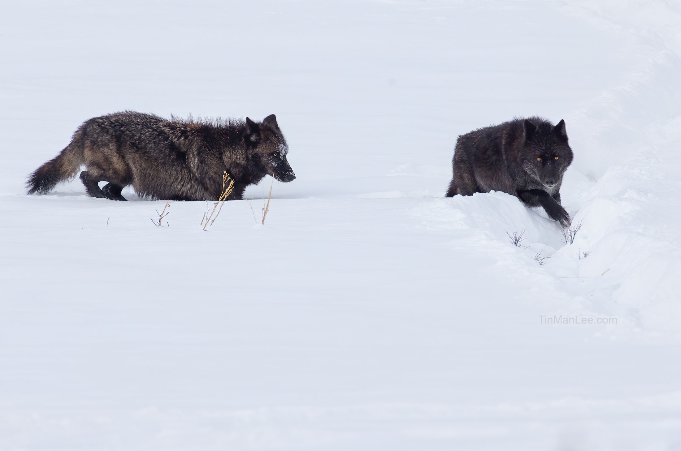 wolf3_tinmanlee.jpg