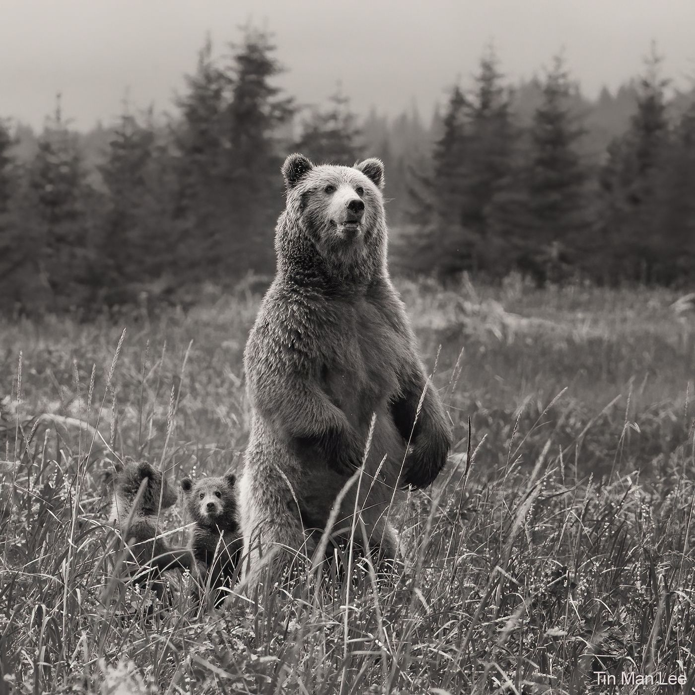 bear_fam_bw.jpg