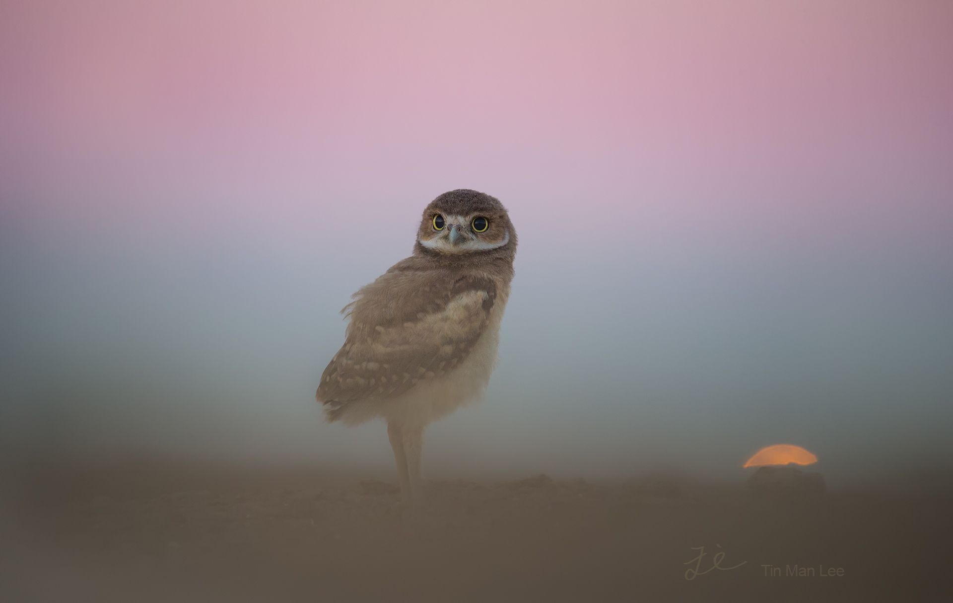 owl_purple1.jpg