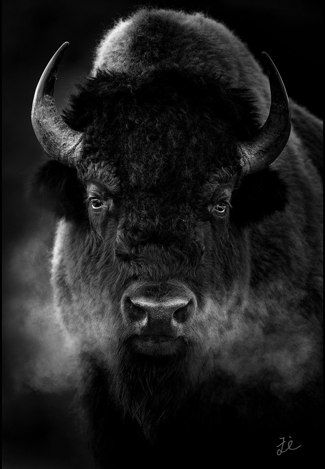 bison_black_auto.jpg