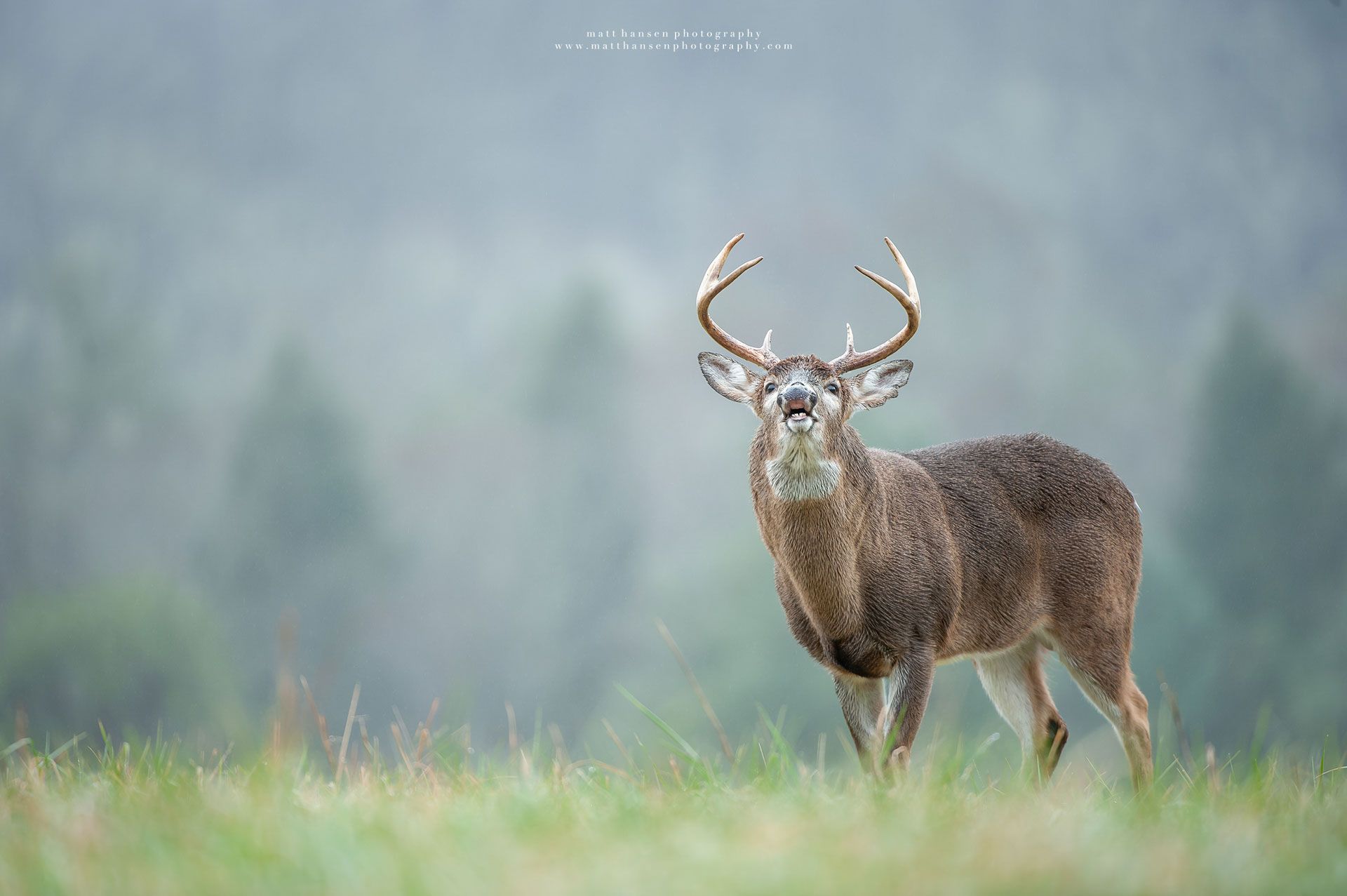 Whitetail Deer Photography