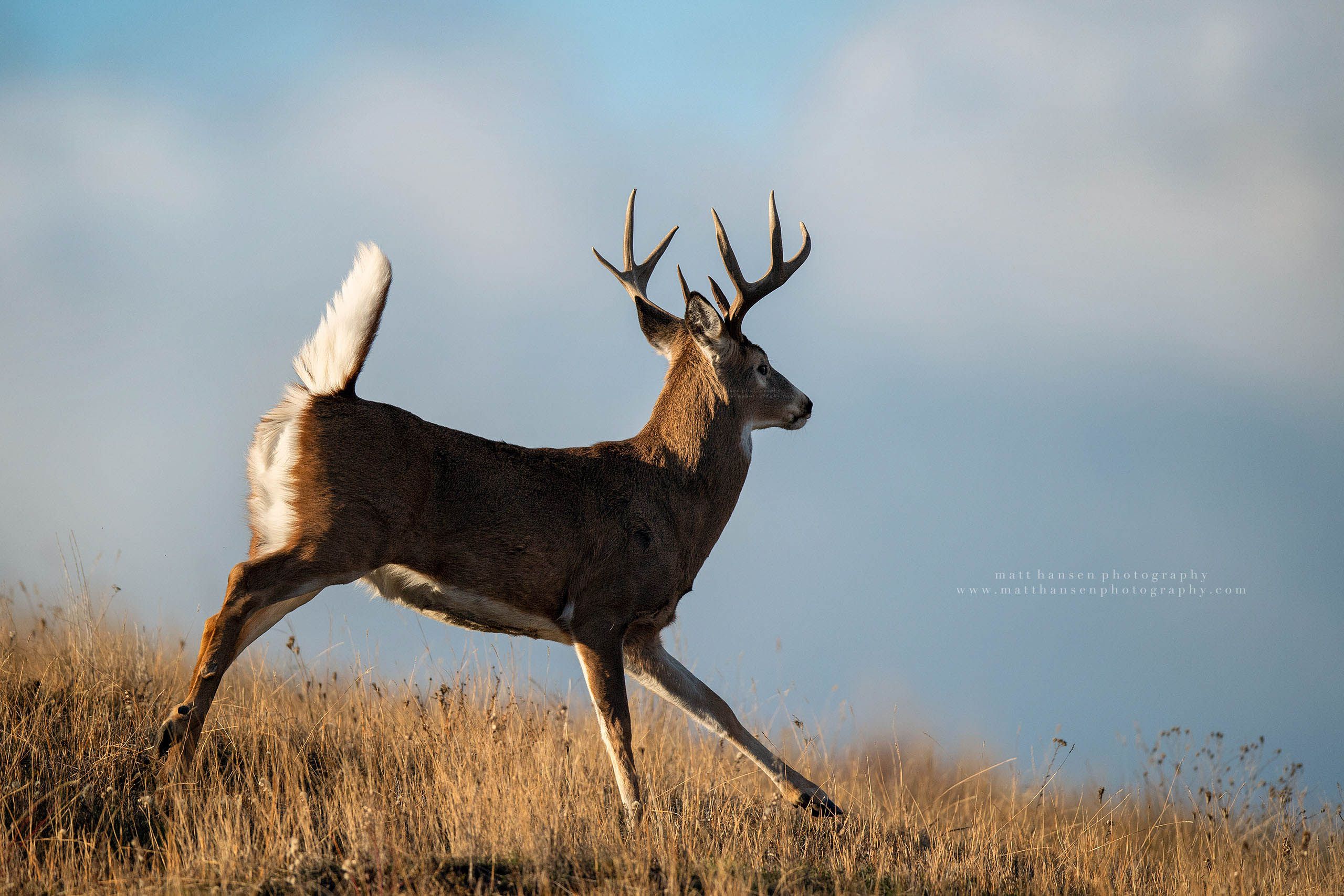 Whitetail Deer Photography