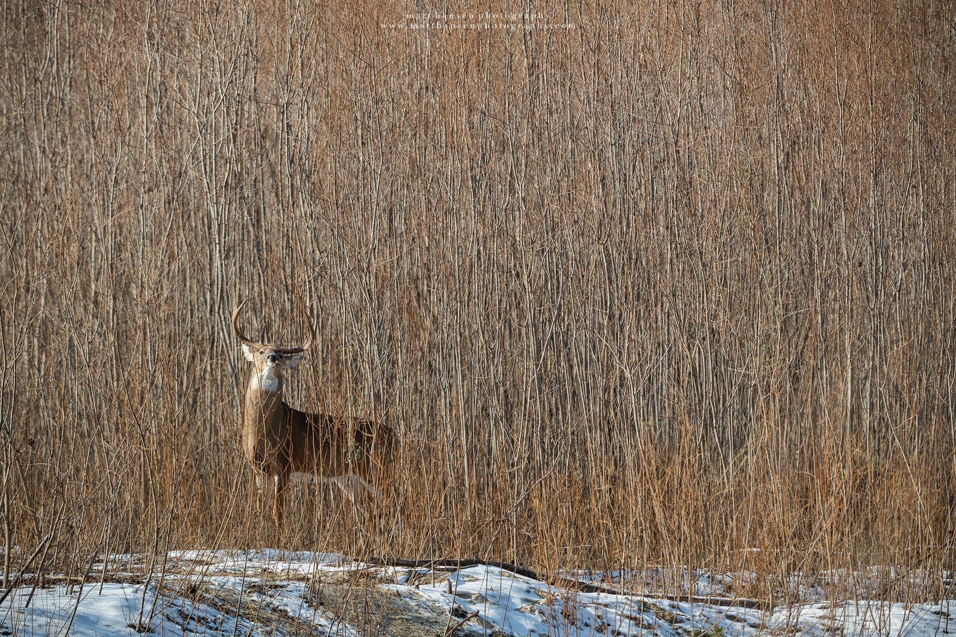 Yoder Images Whitetail Deer Photography - Whitetail Deer Photography