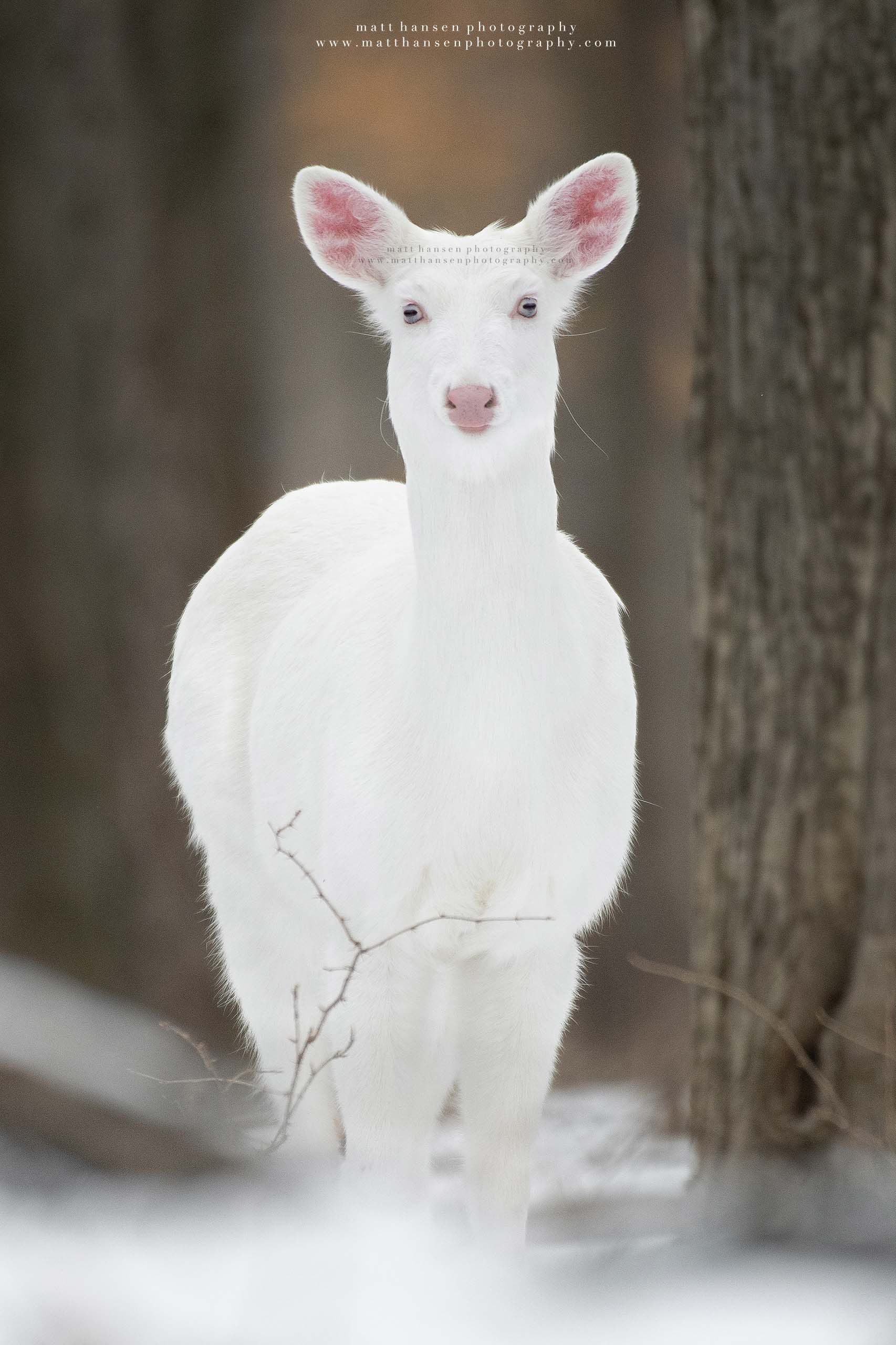 Whitetail Deer Photography