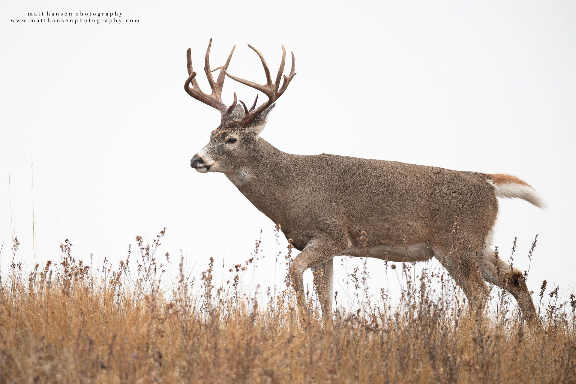 Whitetail Deer Photography