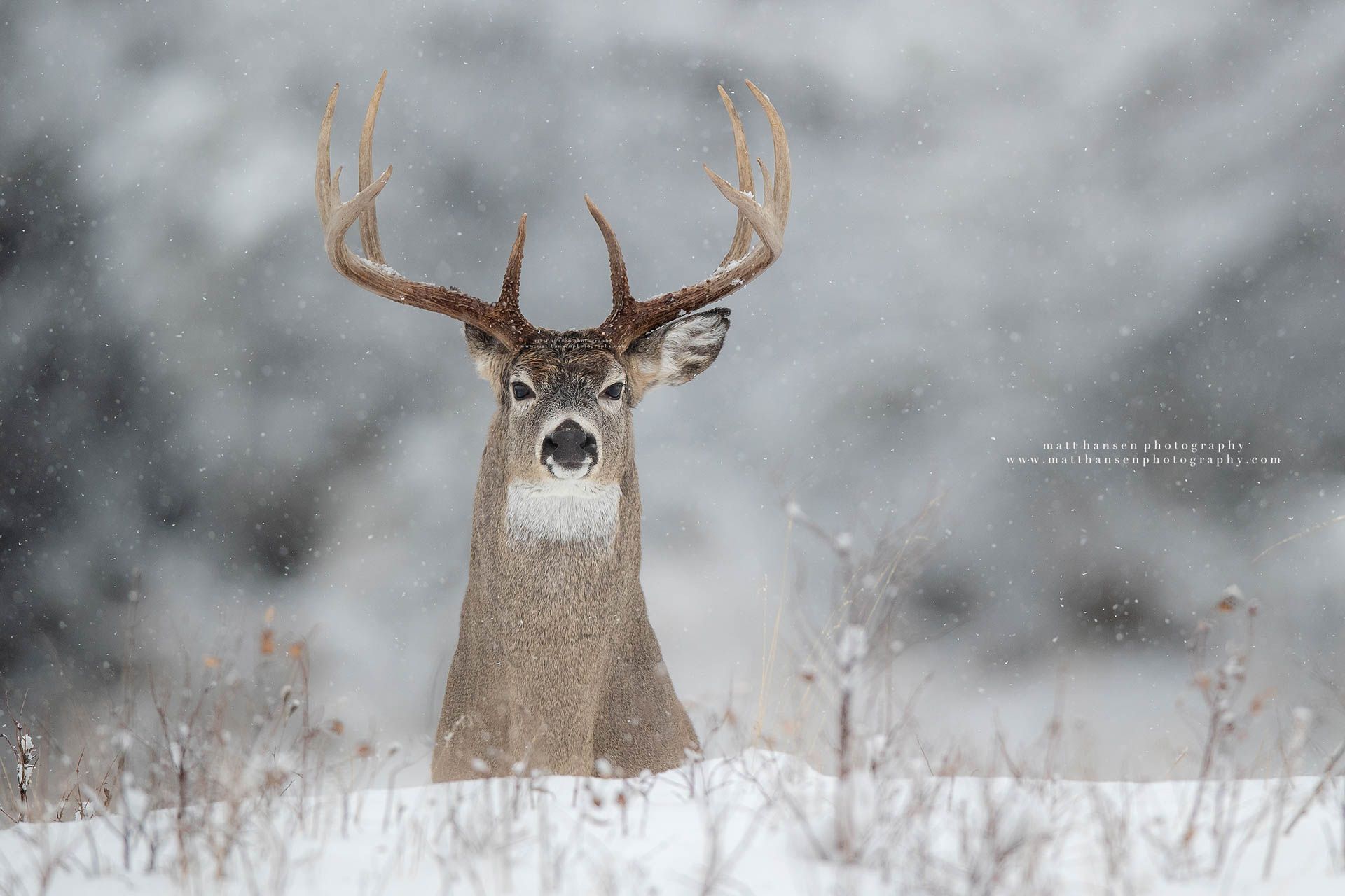 Whitetail Deer Photography by Matt Hansen Photography