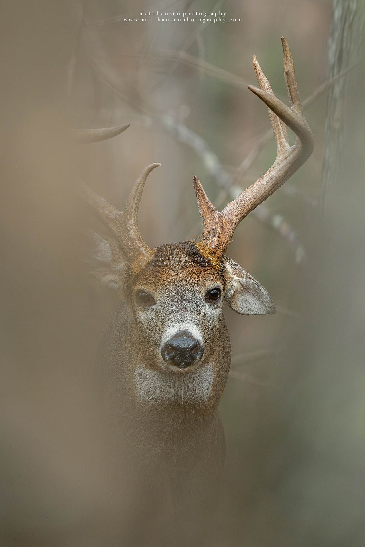 Whitetail Deer Photography by Matt Hansen Photography