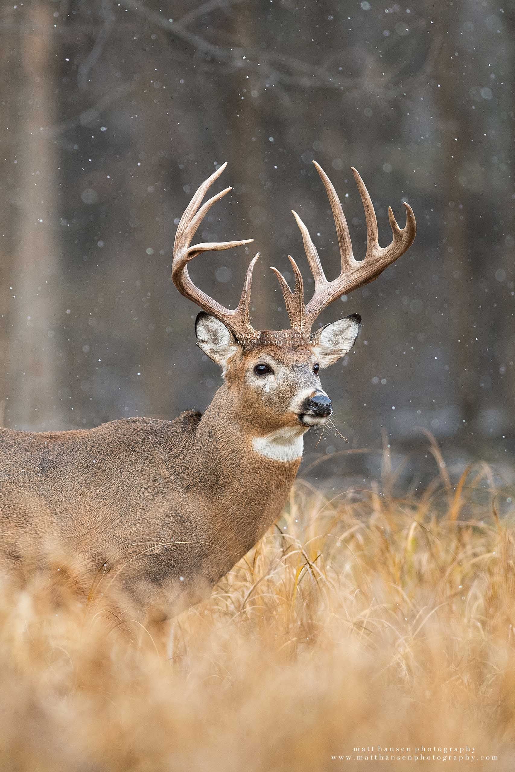 Whitetail Deer Photography